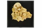 Ammonite, Gastropod & Echinoid Fossil Cluster - France #129950-1